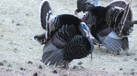 Closeup of Strutting Gobblers and Bearded Hens w Audio Stock Footage 49088413