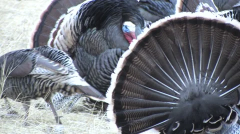 Closeup of Strutting Gobblers &amp; Bearded Hen w/Audio Stock Footage 49219097