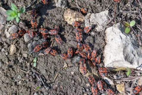 Closeup study of red black patterning on exoskeleton, magnified texture and s 스톡 사진