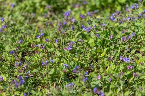 Closeup study of tiny flowers shallow depth, sharp foreground, soft backgroun Stock Photos