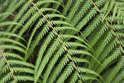 Closeup study of tree fern Stock Photos