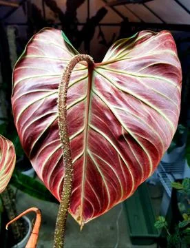 Closeup of a stunning red back leaf of Philodendron Verrucosum Amazon Sunset Foto stock
