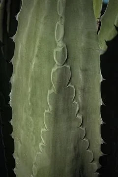 Closeup of a succulent with patterns on the leaves, many thorns and shadows. Stock Photos