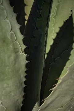 Closeup of a succulent with patterns on the leaves, many thorns and shadows. Stock-Fotos