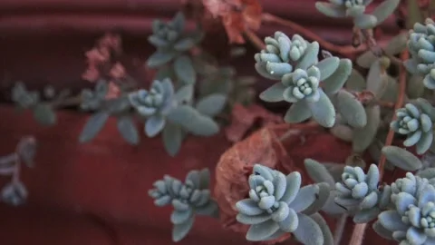Closeup of succulent plants in clay pot with tiny insects Stock Footage