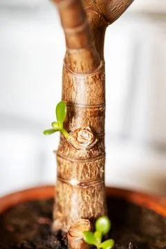 Closeup succulent trunk tiny sprouts emerging, textured bark and warm light,  Foto stock
