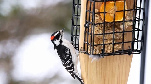 Closeup of suet cake bird feeder and downy male red woodpecker male eating Stock Footage 104560985