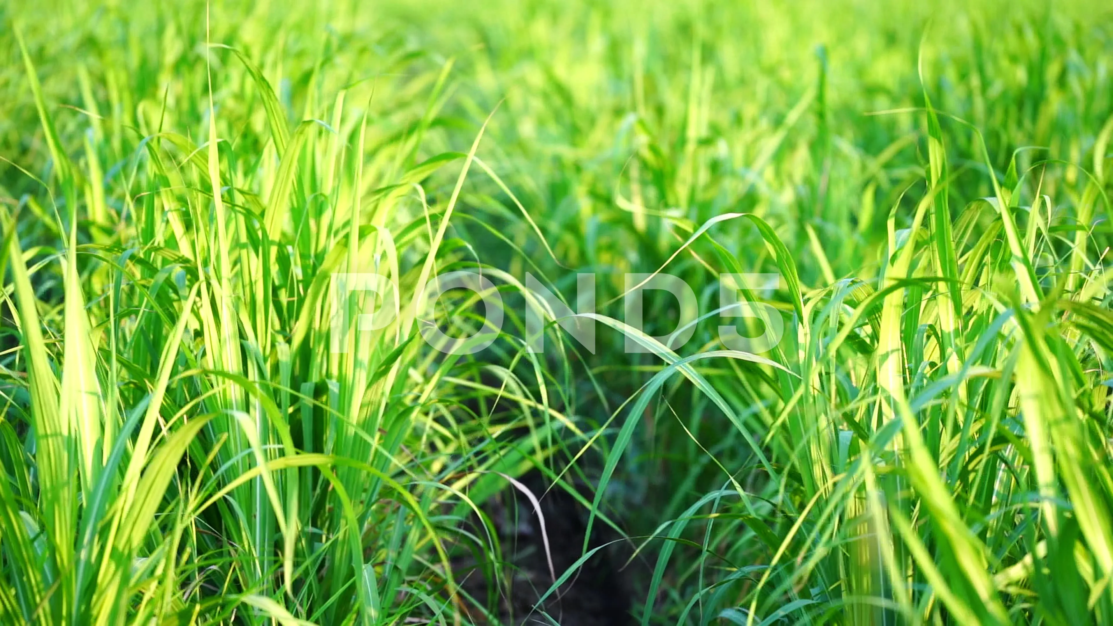 Sugar cane Stock Photos, Royalty Free Sugar cane Images | Depositphotos