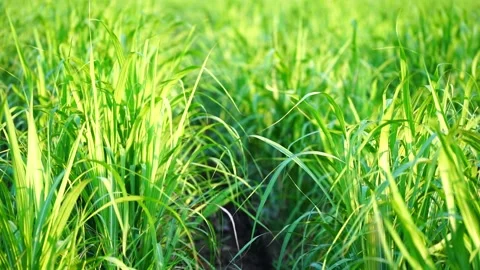 Closeup of sugarcane plants growing at field.Sugar Cane Leaves Blow by the Wind. Video stock 130500522