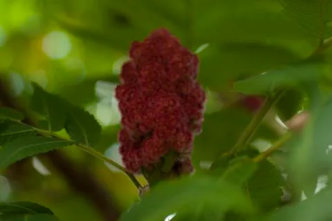 Closeup of sumac fruit Stock Photos