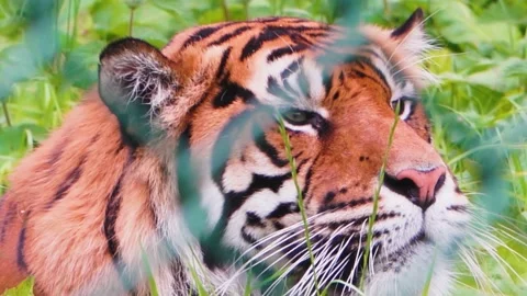 Closeup of a Sumatran tiger head, a tiger in a safari park resting in the grass Stock Footage 145109260