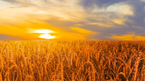 Closeup summer wheat field at the sunset Stock Footage 242503656