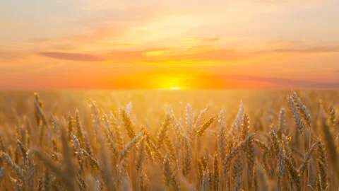 Closeup summer wheat field at the sunset Vídeos de archivo 249152158