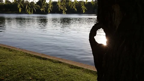 Closeup of Sun Flares through a Tree Hole on Lake Shore Stock Footage 79410078