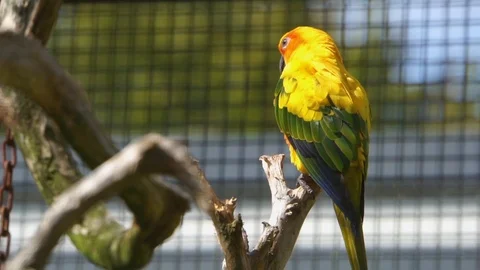 Closeup of a sun parakeet sitting on a tree branch in the aviary, colorful an Stock Footage 116058493