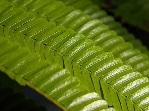 Closeup of sun rays on small green leaves Stock Photos