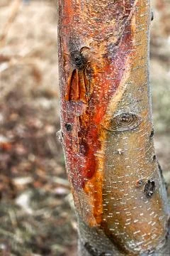 Closeup of a sun scald damage on a tree trunk Stock Photos