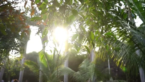 Closeup of sun shine through the leaf of the tree Stock Footage 195525360