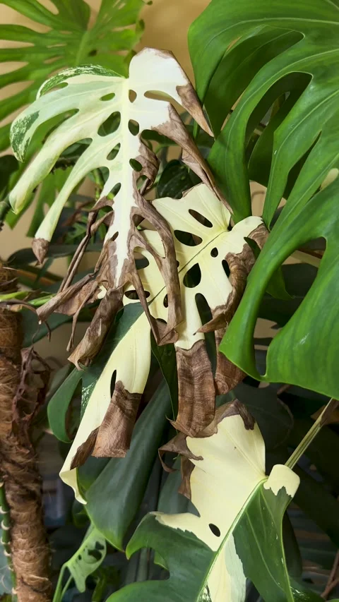 Closeup of a Sunburned Variegated Monstera With Brown Scorched Leaves From .. Stock Footage 345464932