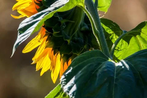 Closeup on sunflower from behind. Stock Photos