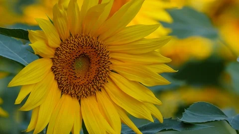 Closeup of Sunflower Blooms Stock Footage 116138416