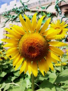 Closeup Sunflower in Bright Sunlight Stock Photos