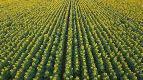 Closeup of sunflower crop rows Stock Footage