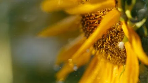 A closeup of a sunflower with dew drops, displaying natures beauty in the g.. Stock Photos