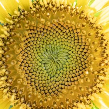 Closeup of the sunflower disc florets. Foto stock