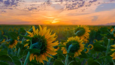 Closeup sunflower field at the sunset Vídeos de archivo 244300845