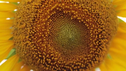 Closeup sunflower Stock Footage 171763168