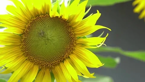 Closeup sunflower head sways in the wind against a backdrop of other sunflowers. Video stock 336584581