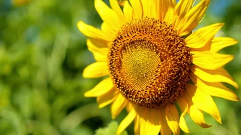 Closeup sunflower head sways in the wind against a backdrop of other sunflowers. Stock-Footage 336584604