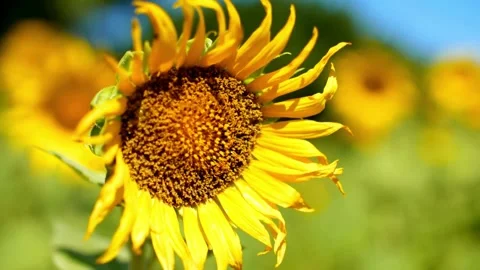 Closeup sunflower head sways in the wind against a backdrop of other sunflowers. Video stock 336584678