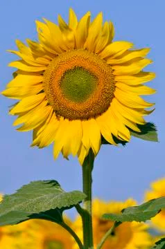 Closeup sunflower Stock Photos