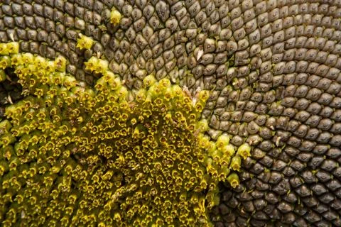 Closeup of a sunflower Foto stock