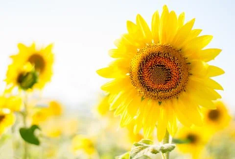 Closeup sunflower Stock Photos