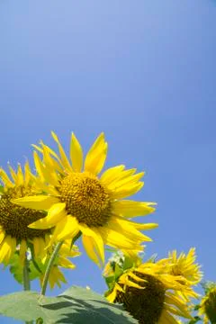 Closeup of sunflower Stock Photos