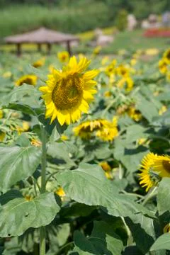 Closeup of sunflower Stock Photos