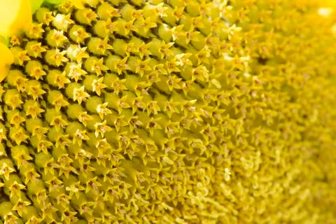 Closeup of a sunflower Stock Photos