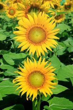 Closeup of Sunflower Stock Photos