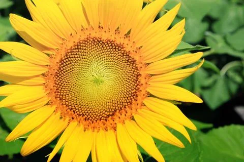 Closeup of Sunflower Stock Photos