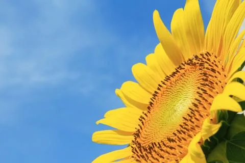 Closeup of Sunflower Stock Photos