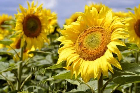 Closeup sunflower Stock Photos