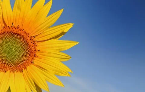 Closeup on a sunflower Stock Photos