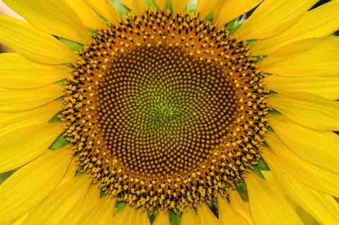 A closeup of the sunflower Stock Photos