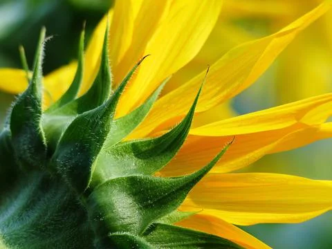 Closeup of Sunflower Stock Photos