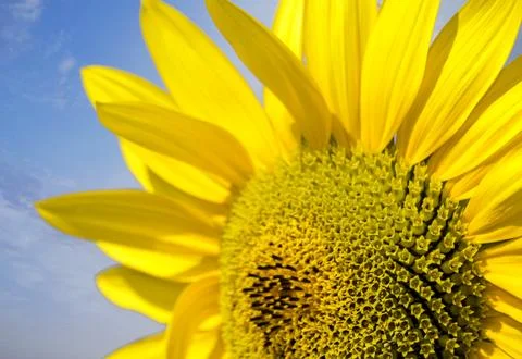 Closeup of a sunflower Stock Photos