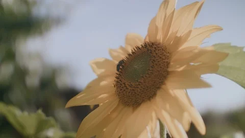 Closeup of sunflower plant with bee Stock Footage 102582233