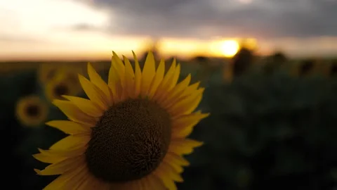 Closeup Sunflower in sunset Stock Footage 201274447